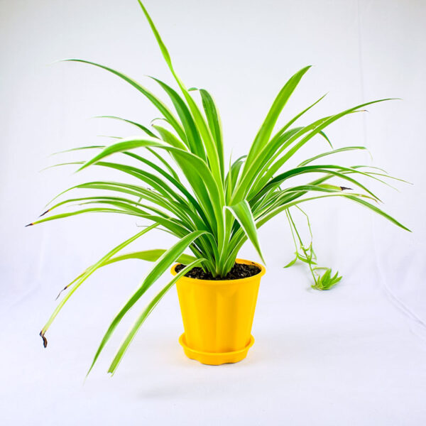 Buy Spider Plant Online at Nursery Nisarga