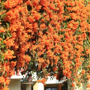 Buy Trumpet Vine Plant (Orange Flower) from nursery nisarga