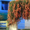 Buy Trumpet Vine Plant (Orange Flower) from nursery nisarga