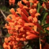 Buy Trumpet Vine Plant (Orange Flower) from nursery nisarga