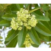 Buy Saptaparni, Dita, Alstonia scholaris - Plant Online