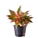 Buy Red Aglaonema, Siam Aurora - Lipstick Plant from nursery nisarga