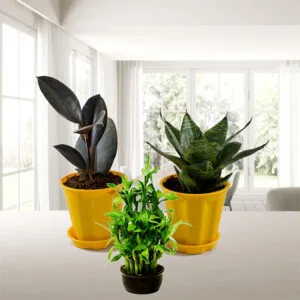 Best Table Top - Office Desk Plants