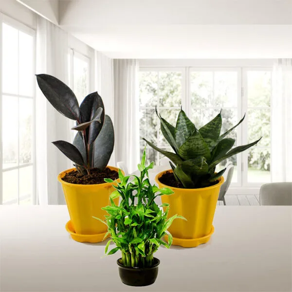 Best Table Top - Office Desk Plants