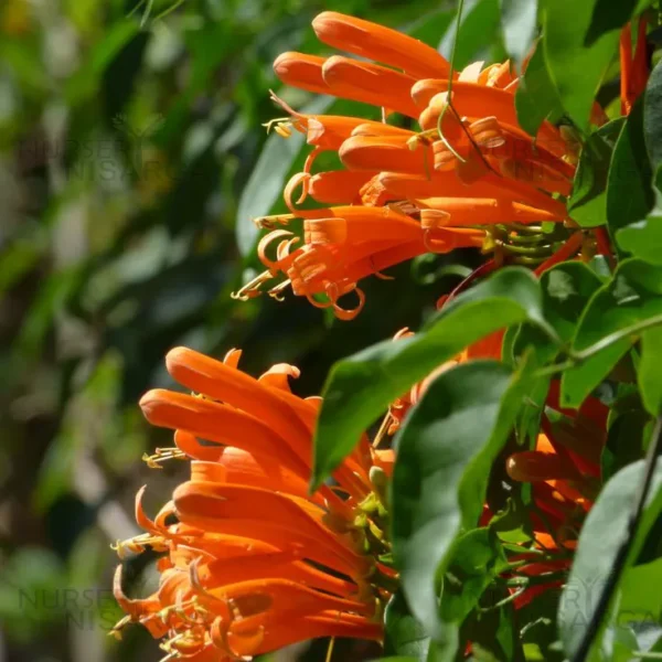 Buy Trumpet Vine Plant (Orange Flower) From nursery nisarga