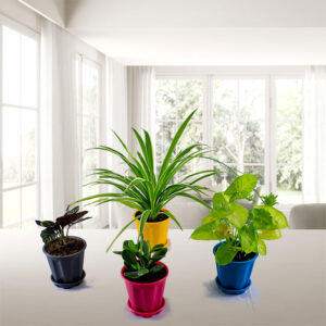 Table Top plants 5 products Pack
