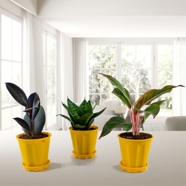 Top 3 Indoor Special Decorative Plants Pack