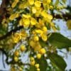 Buy Amaltas - Golden Shower plant at low price in India