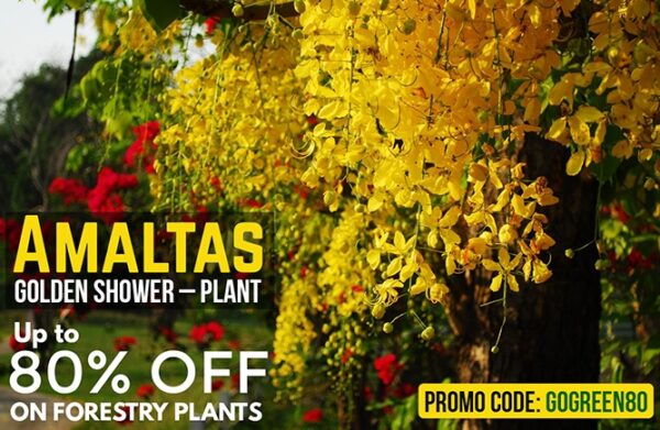 Buy Amaltas, Cassia fistula plant online