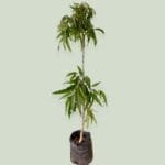 Buy Ashoka Tree, Polyalthia longifolia - Plant Online at Nursery Nisarga