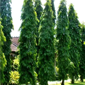 Ashoka Tree, Polyalthia longifolia – Plant