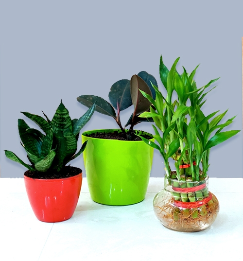 Buy Best 3 Table Top Office Desk Plants At Nursery Nisarga