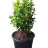 Boxwood