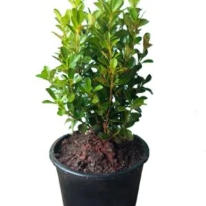 Boxwood