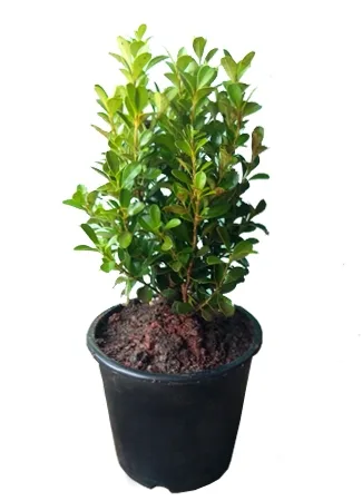 Boxwood