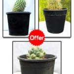 Cactus Offer