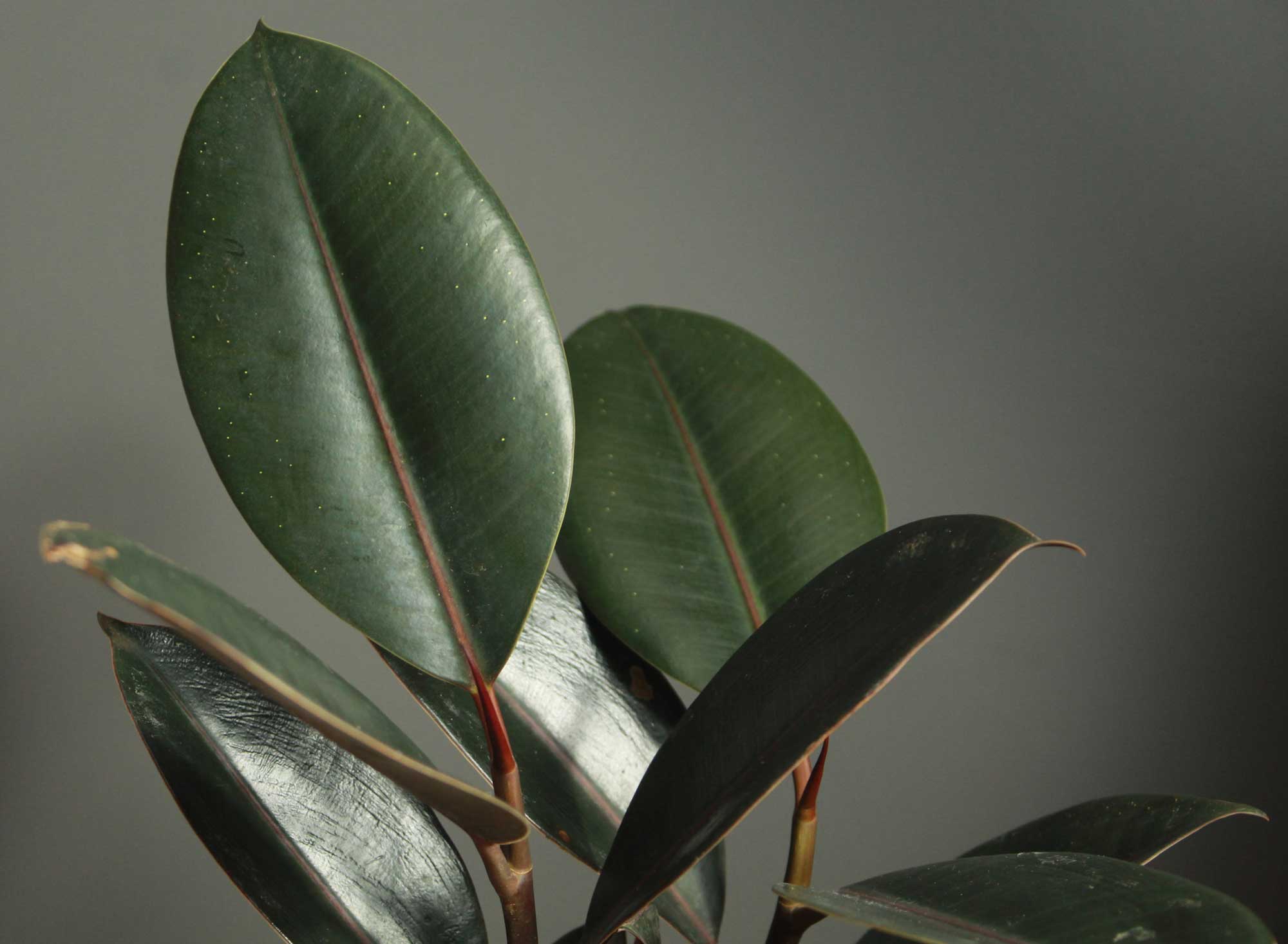 Rubber Plant In My Dark Living Room