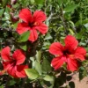 Buy Hibiscus plant online at Nursery Nisarga