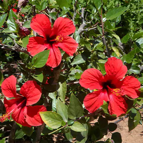 Buy Hibiscus plant online at Nursery Nisarga