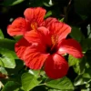 Buy Hibiscus plant online at Nursery Nisarga