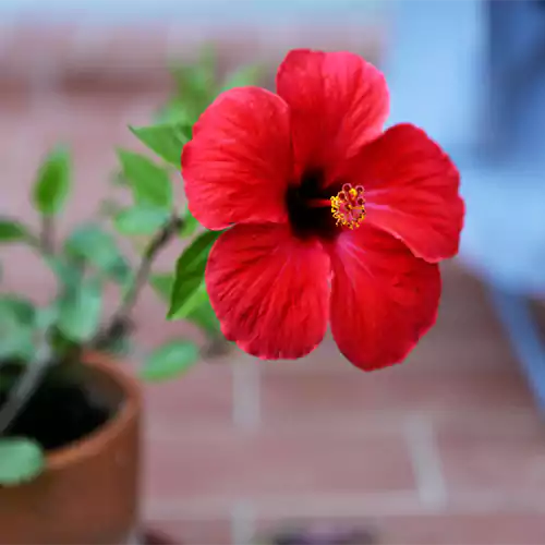 Buy Hibiscus plant online at Nursery Nisarga
