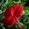 Buy Hibiscus plant online at Nursery Nisarga