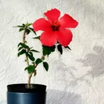 Buy Hibiscus plant online at Nursery Nisarga