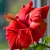 Buy Hibiscus plant online at Nursery Nisarga