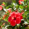 Buy Hibiscus plant online at Nursery Nisarga