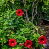 Buy Hibiscus plant online at Nursery Nisarga