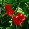 Buy Hibiscus plant online at Nursery Nisarga