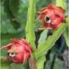 Buy Dragon Fruit Plant - Nursery Nisarga