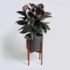 Buy Ficus Elastica Black - Rubber Plant from Nursery Nisarga