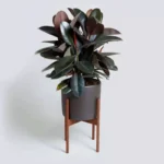 Buy Ficus Elastica Black - Rubber Plant from Nursery Nisarga