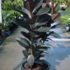 Buy Ficus Elastica Black - Rubber Plant from Nursery Nisarga