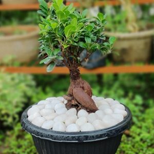 Ficus bonsai ginseng - Medium