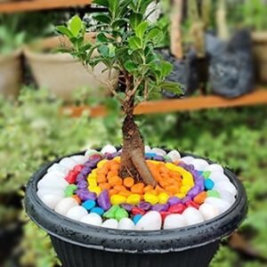 Ficus bonsai ginseng - small