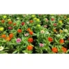 buy Zinnia Flower Plant - 12 Months Flowering Online