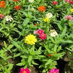 buy Zinnia Flower Plant - 12 Months Flowering Online