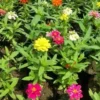 buy Zinnia Flower Plant - 12 Months Flowering Online