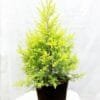 Buy Golden Cyprus at best price online - Nursery Nisarga