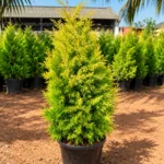 Buy Golden Cypress at best price online - Nursery Nisarga
