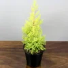 Buy Golden Cypress at best price online - Nursery Nisarga