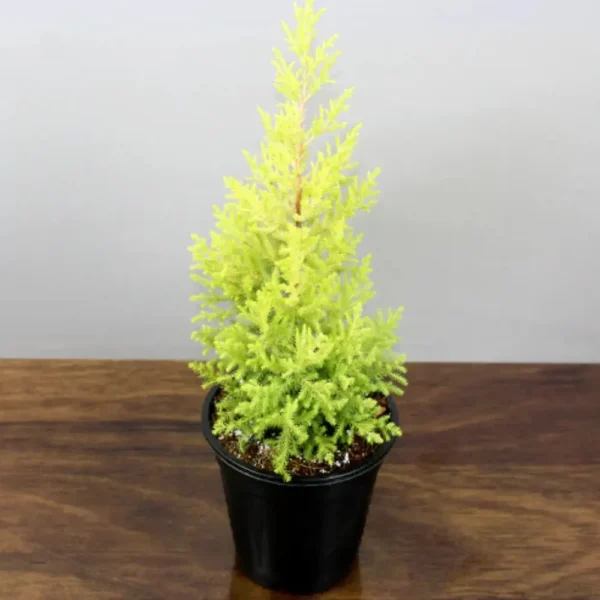 Buy Golden Cypress at best price online - Nursery Nisarga