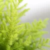 Buy Golden Cypress at best price online - Nursery Nisarga