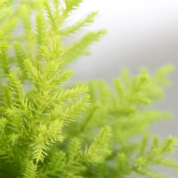 Buy Golden Cypress at best price online - Nursery Nisarga