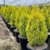 Buy Golden Cypress at best price online - Nursery Nisarga