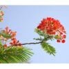 Gulmohar