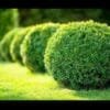 American boxwood or buxus plant