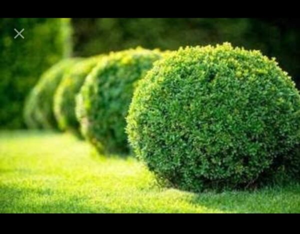 American boxwood or buxus plant